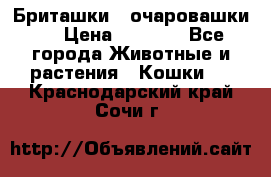 Бриташки - очаровашки.  › Цена ­ 3 000 - Все города Животные и растения » Кошки   . Краснодарский край,Сочи г.